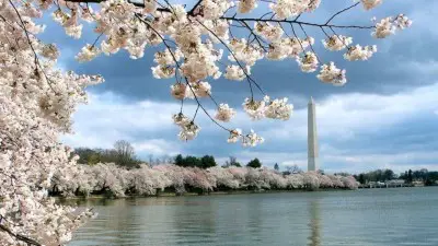 Songs about Washington DC The Washington Monument is framed by Washington DC's famous cherry blossoms