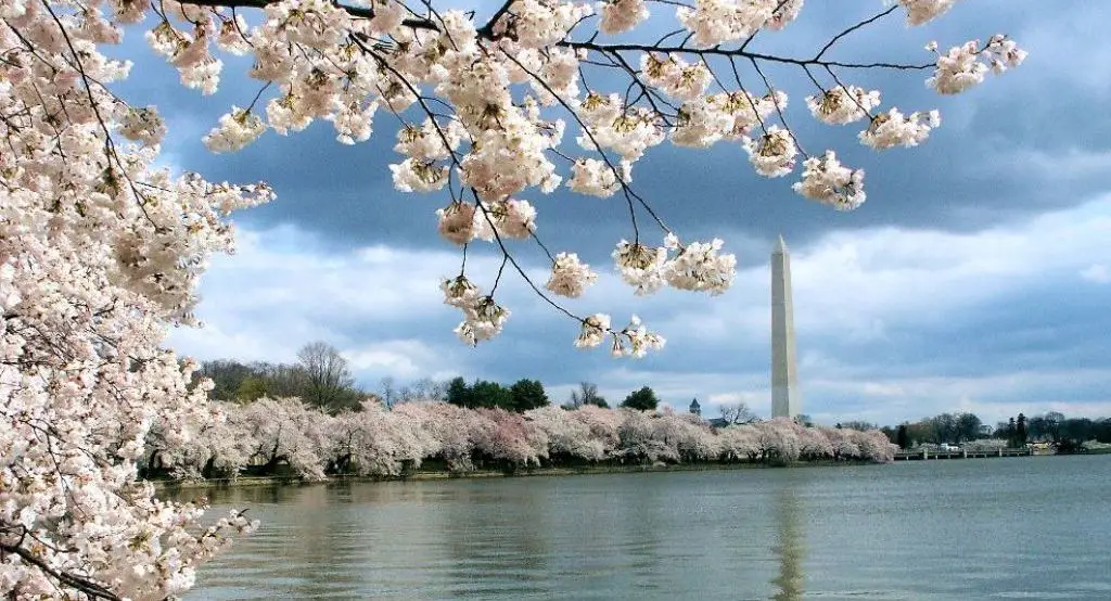 Songs about Washington DC The Washington Monument is framed by Washington DC's famous cherry blossoms